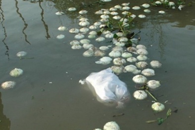 Nông sản bị bỏ trôi sông vẫn là cách… “tối ưu”?!